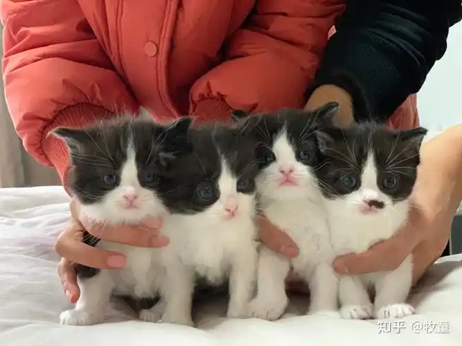 布偶是男生蓝白是女生? - 知乎