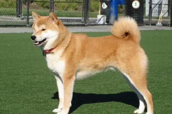 秋田犬聪明吗秋田犬能长多大