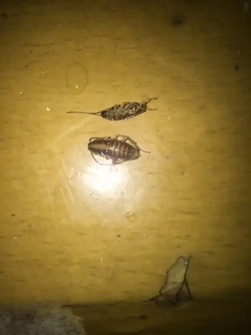 长的像蟑螂的虫子 谁知道叫什么 什么办法清除掉