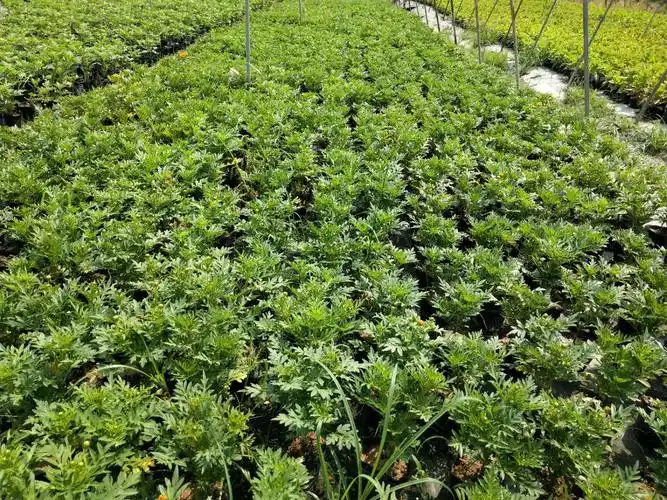 江西路旁添景时花基地发货花色多时花硫华菊红屋廊布置