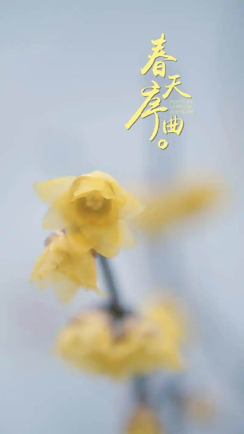 腊梅花语94哀愁悲怀的慈爱心,高尚的 - 抖音