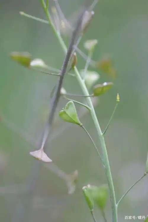 人间美味话荠菜