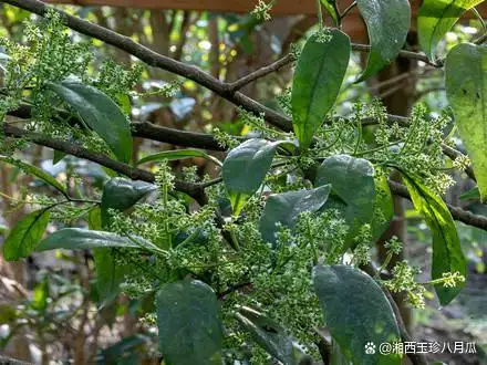 能够种植长蕊甜菜的地区?