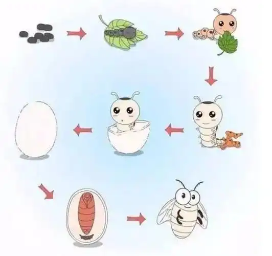 蚕的生长过程,一生仅孵化/生长/吐丝/结茧/破茧短短40天(视频)