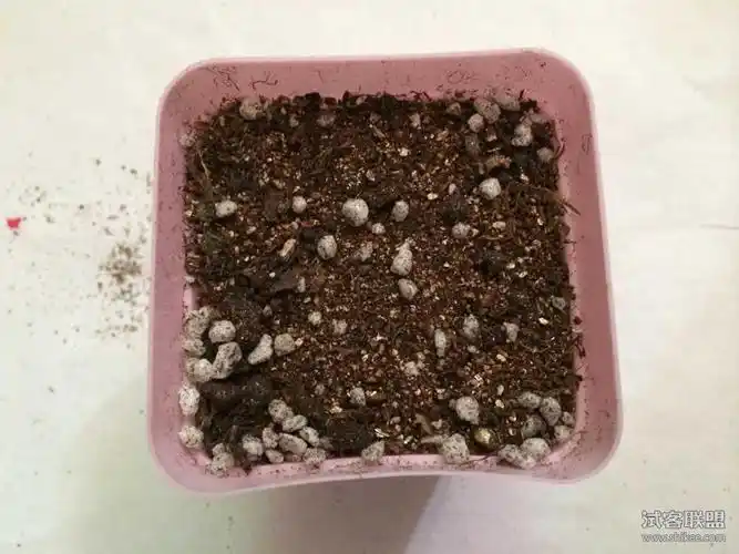 多肉种子种植方法(多肉种子种植方法图解) 多肉种子种植方法 第2张