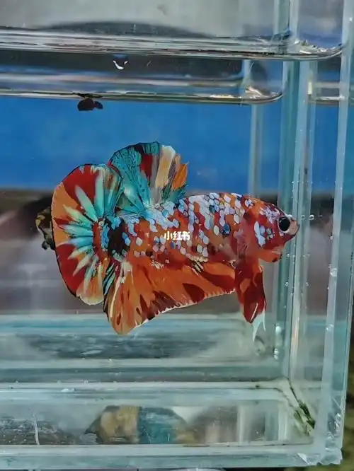 将军斗鱼糖果星河将军可出