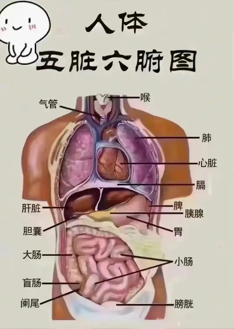 的枢纽 心61是气血的发动机 肺61是气血的管家 血61是人体的饭