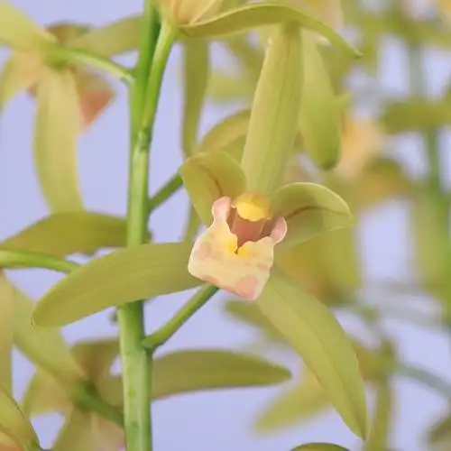 兰花花苗建兰四季兰金金边矮种大果室内盆栽时令草本花卉