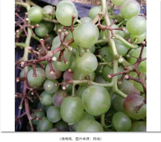 葡萄溃疡病让人头疼但这8种药的抑制率竟高达100