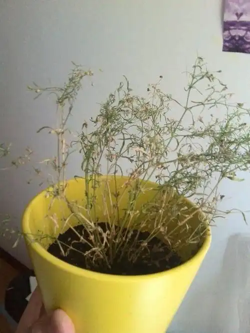 满天星快枯萎了怎么回事?如图