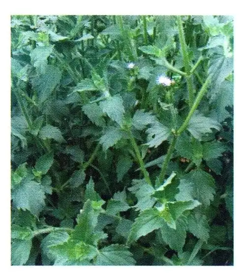 怎样识别假臭草?