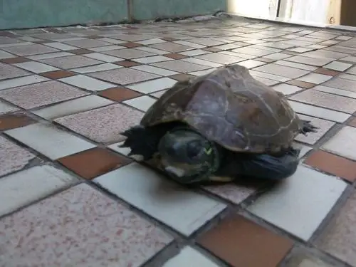 家里养的两只小乌龟突然死了,半个小时前还很生猛的,其中一只尾巴处多