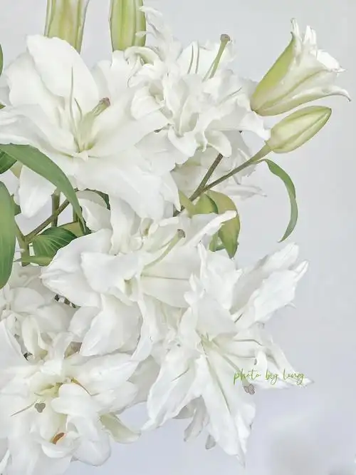 滑雪板重瓣百合