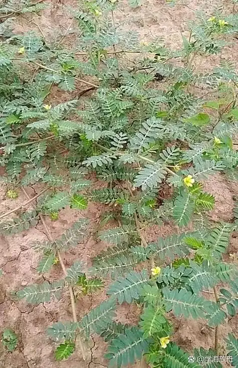 成长进行时# 小时候经常见到这种植物,不小心把脚扎一下,那种烧痛