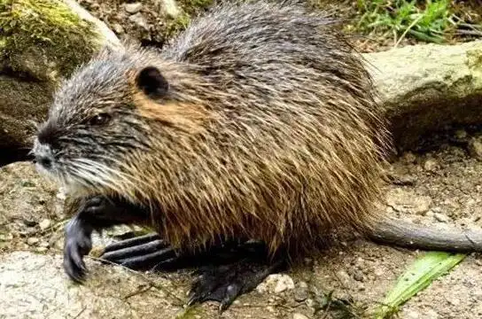 麝香鼠养殖技术需要注意什么,麝香鼠市场价多少一只