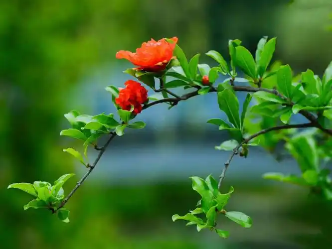 其它 [百花争艳]石榴花 写美篇谢谢您的观赏! 2020.1.