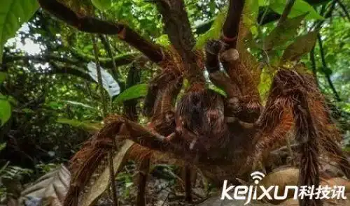 动物中12种巨无霸 巨型蜘蛛大如狗