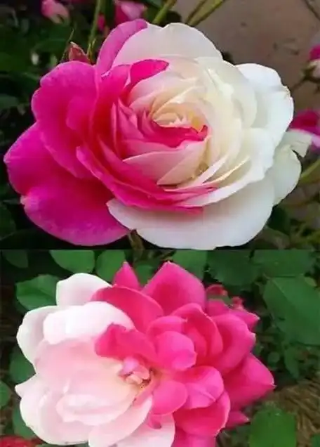 世界最美花之九:月季花.月季花花语:优雅,高贵,幸福快乐,无 - 抖音