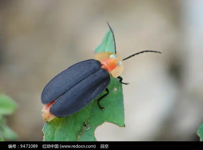 东张西望的萤火虫