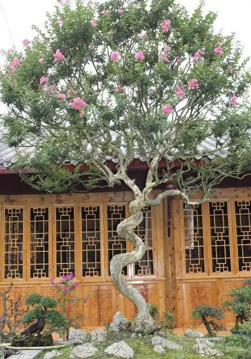 "滚龙抱柱",距今200多年据介绍,这颗紫薇树是高爷爷最珍贵的收藏,多次