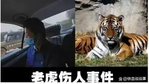 17年宁波老虎咬人事件老虎被击毙为何有人为老虎喊冤