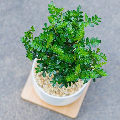 mini胡椒木清香ins风小盆栽阳台四季绿植办公室内桌面净化空气树