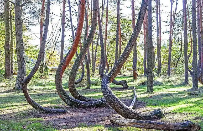 美国树坚强走红 盘点全球各地奇异之树(组图)