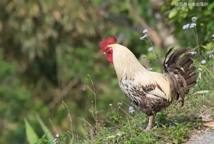 公鸡打鸣声音这么大蚂蚁庄园今日答案 公鸡打鸣声音这么大,会震聋自己