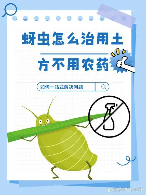 蚜虫怎么治用土方不用农药  食用油 洗洁精 辣椒 ——这个方法防治