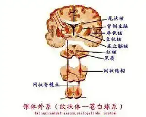 细胞/脑干运动神经核)(其中锥体细胞 脊髓前角运动细胞=皮质脊髓束