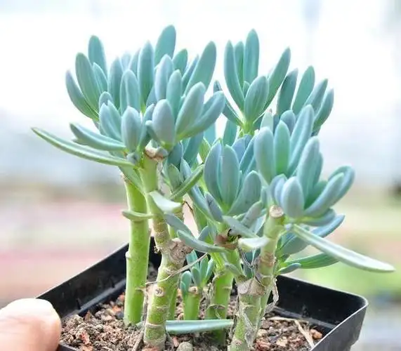 多肉蓝松,虽然不是松却有松的风韵,天蓝色的叶片迷