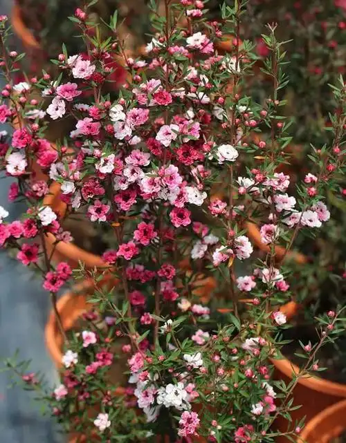 新型盆栽花卉,一树多色花,花香怡人,花期超半年,还可做盆景树!_观赏