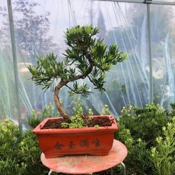 室内客厅办公室好养四季常青造型盆栽植物净化空气十五年米叶罗汉松