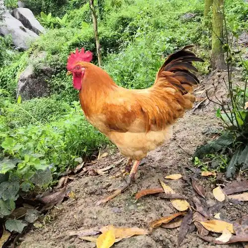 广东云浮市新兴县跑山鸡散养鸡月子鸡生态养殖土鸡