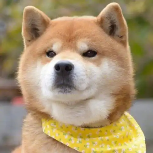 每次想到柴犬,眼前都会出现一个笑脸,狗子你笑起来真好看