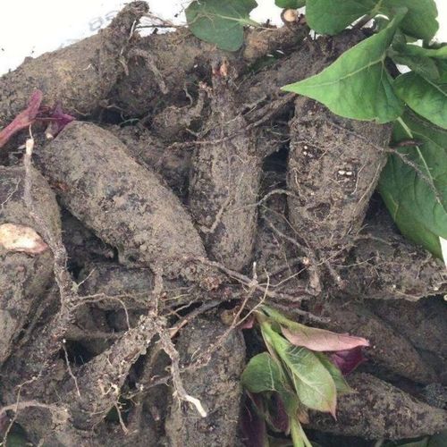 新鲜入地老鼠 钻地老鼠干片 白古首花头 紫茉莉根新鲜中药材