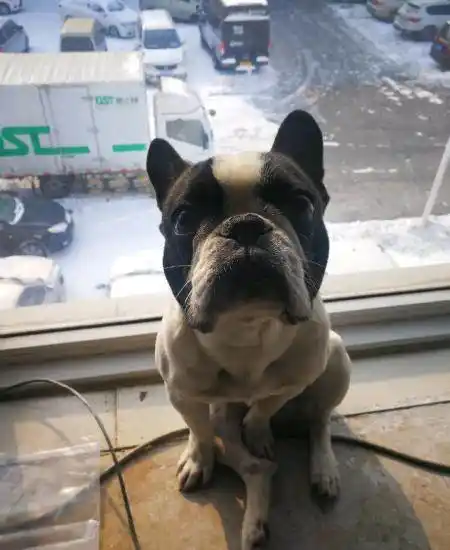 10多个月的奶牛法斗