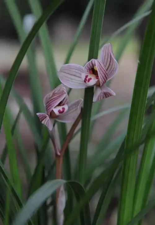 莲瓣兰宽叶红花荷瓣——甸阳红荷,叶姿雄健,花杆出架,端庄大气
