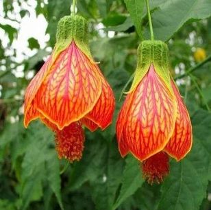 省2元 倒挂金钟盆栽灯笼花苗吊兰吊钟海棠灯笼海棠大苗当年开花四季