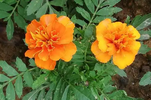 万寿菊的植物学分类是菊科万寿菊属.一年生草本植物.