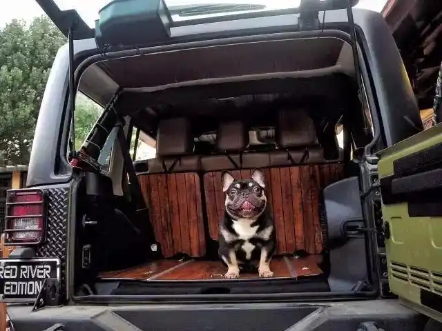 分享一波萌宠小奶牛天真活泼的法国斗牛犬不得不赞