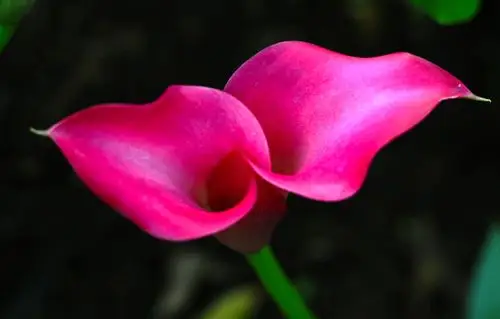 红色马蹄莲:象征圣洁虔诚,永结同心,吉祥如意,清净,喜欢.