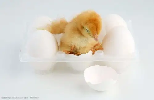 破壳而出的小鸡图片