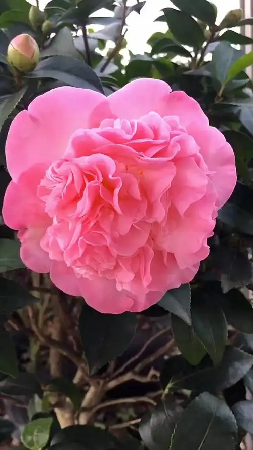 香妃茶花茶花中比较香的一款