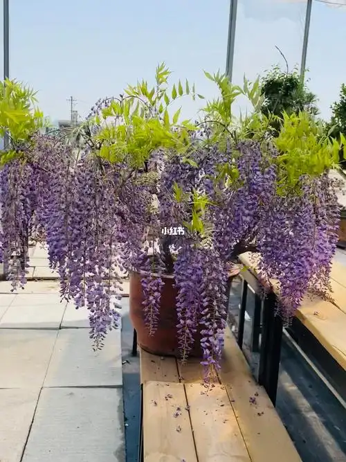 紫藤盆景