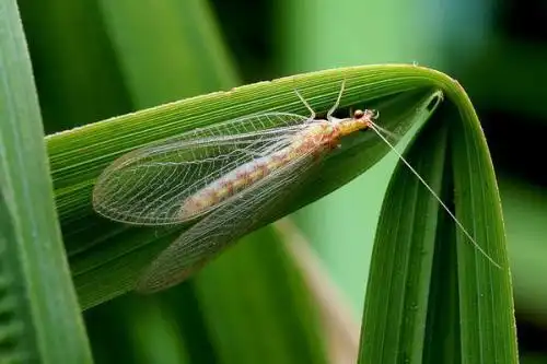 展开全部 这是:草蛉,一种益虫,以蚜虫为食.百度可查