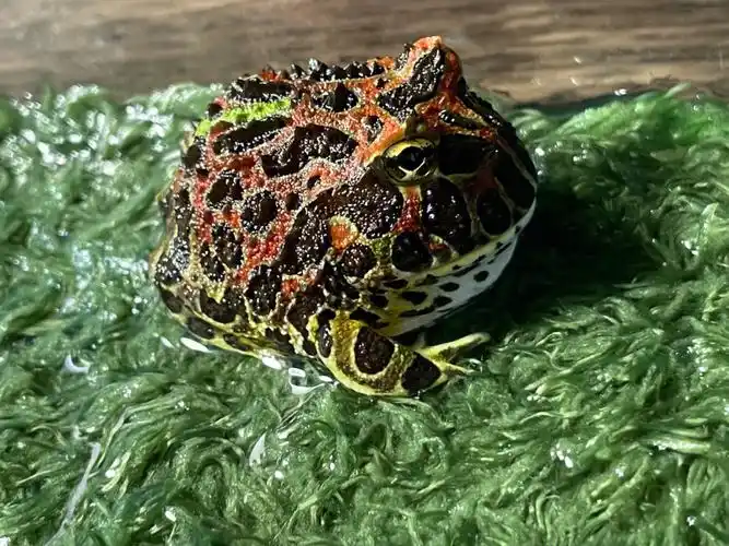 蛙类高质量图片