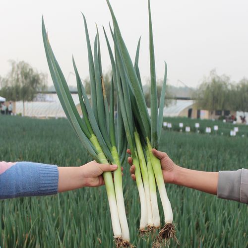 山东章丘大葱苗子秋冬蔬菜苗四季葱苗幼苗盆栽带根种子香葱菜秧苗