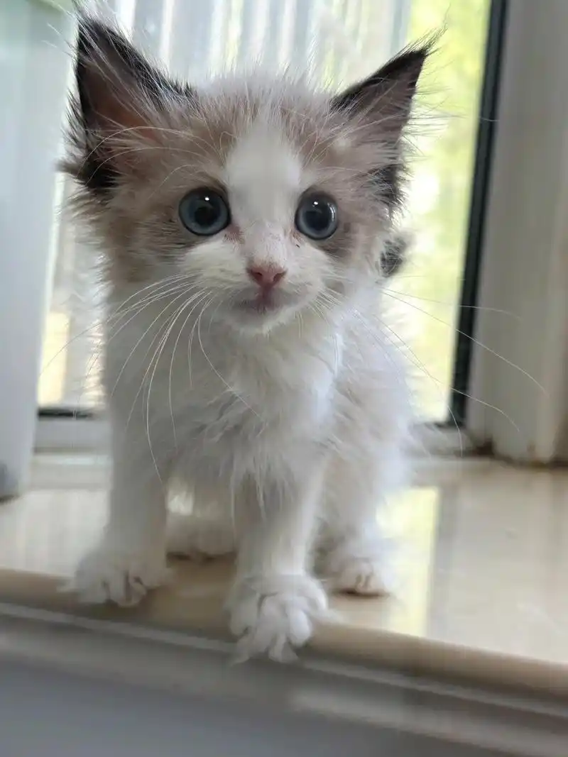 聊城海双布偶妹妹出售,刚两个月大!