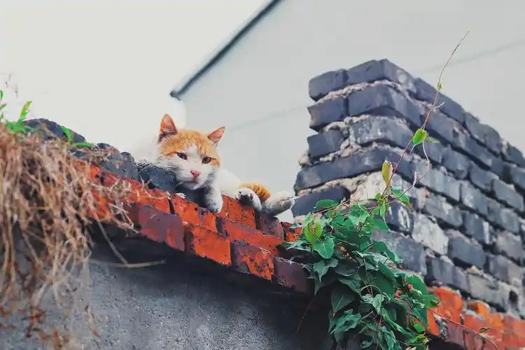 扬州巷子里的猫